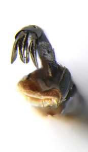 Neospades chrysopygia, PL3227C, male, hind tarsal claw, MU, 6.4 × 2.5 mm
